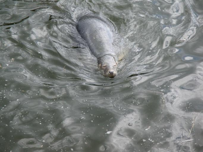 HEL, AB. 039.JPG pl FOKARIUM BASEN Z FOKAMI 2010-08-26 11 25 03 own Antekbojar other versions cc-zero Uploaded with UploadWizard Marine Station of Gdańsk University in Hel Poland