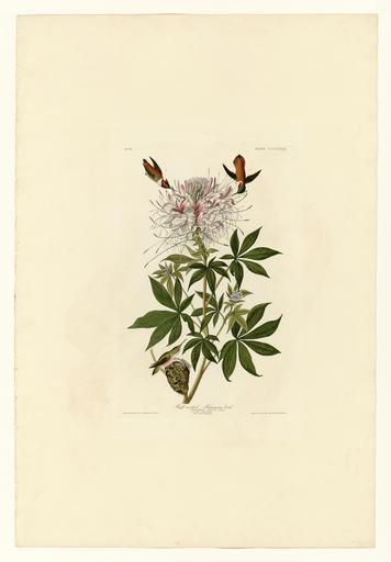 379 Ruff-necked Humming-bird.jpg LargeImage 378_Hawk_Owl jpg 380_Tengmalm's_Owl jpg Plate 379 of Birds of America by John James Audubon depicting Ruff-necked Humming-bird http //images library pitt edu/cgi-bin/i/image/image-idx view ...