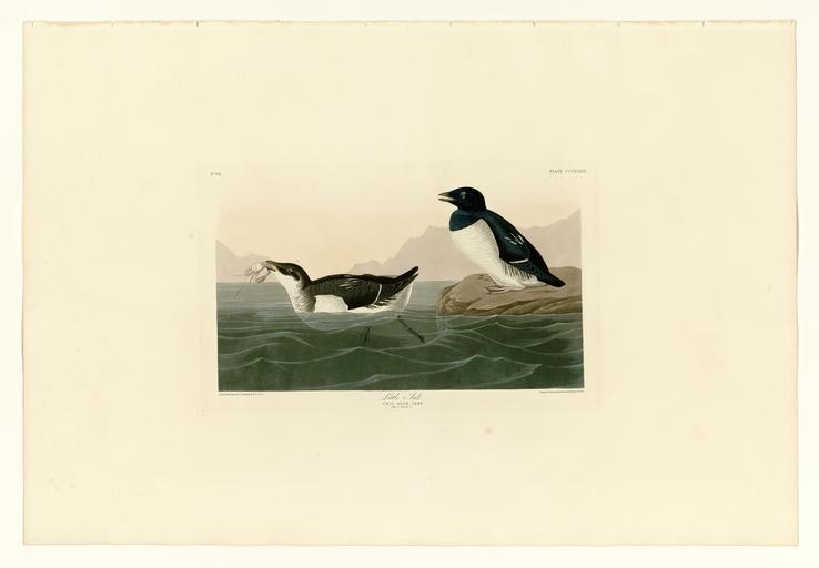 339 Little Auk.jpg LargeImage 338_Bemaculated_Duck jpg 340_Least_Stormy-Petrel jpg Plate 339 of Birds of America by John James Audubon depicting Little Auk http //images library pitt edu/cgi-bin/i/image/image-idx view entry;cc ...