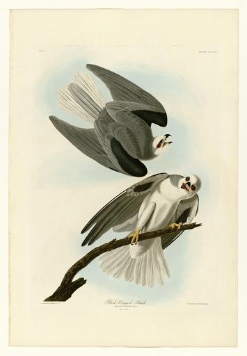 352 Black-Winged Hawk.jpg LargeImage 351_Great_Cinereous_Owl jpg 353_I _Chesnut-backed_Titmouse_-_2 _Black-capt_Titmouse_-_3 _Chesnut-crowned_Titmouse jpg Plate 352 of Birds of America by John James Audubon depicting Black-Winged Hawk http ...
