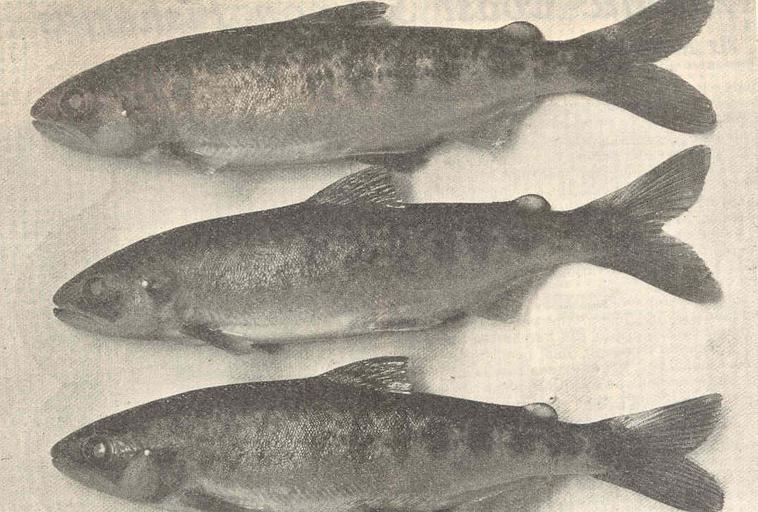 Young Salmon Seven Months in Rearing Ponds.jpeg check categories 22 August 2015 1 Young Salmon Seven Months in Rearing Ponds Subject Salmon Tag Fish 1912 Cite book Young Salmon Seven Months in Rearing Ponds Seattle WA 1912 Pacific Fisherman ...