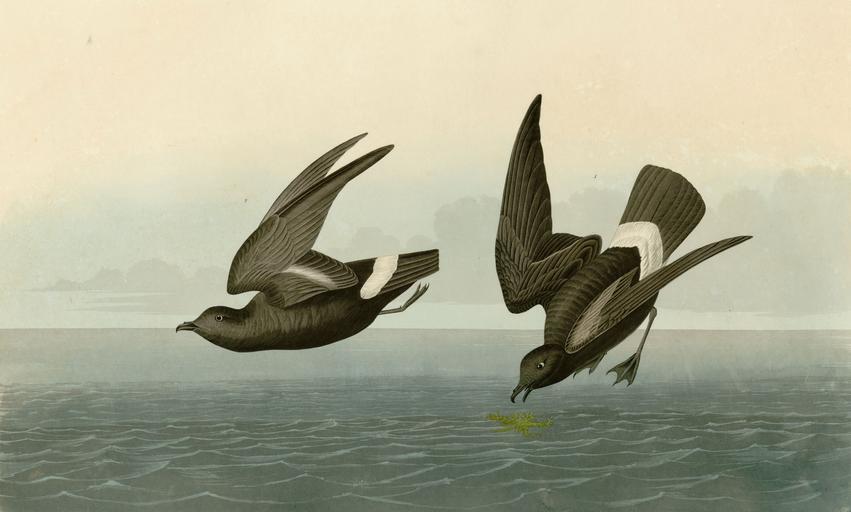 340 Least Stormy-Petrel.jpg LargeImage 339_Little_Auk jpg 341_Great_Auk jpg Plate 340 of Birds of America by John James Audubon depicting Least Stormy-Petrel http //images library pitt edu/cgi-bin/i/image/image-idx view entry;cc ...