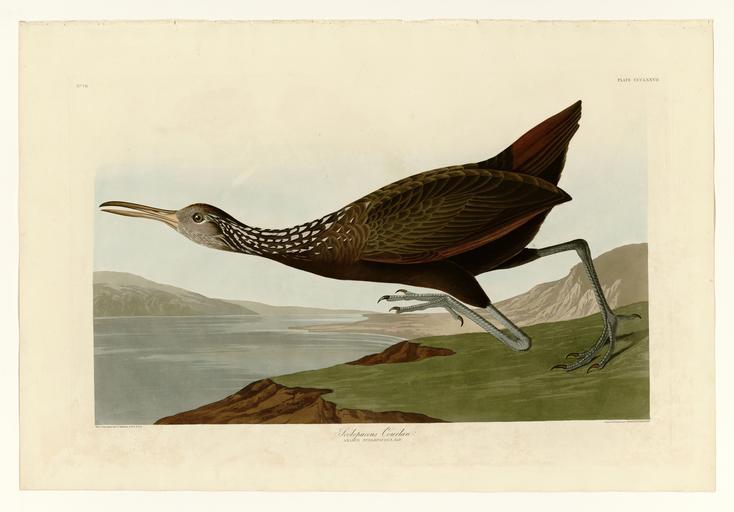 377 Scolopaceus Courlan.jpg LargeImage 376_Trumpeter_Swan jpg 378_Hawk_Owl jpg Plate 377 of Birds of America by John James Audubon depicting Scolopaceus Courlan http //images library pitt edu/cgi-bin/i/image/image-idx view entry;cc ...