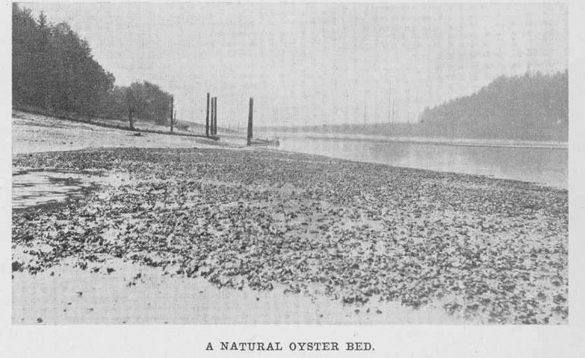 FMIB 44893 Natural Oyster Bed.jpeg check categories 22 August 2015 2 Natural Oyster Bed Subject Oyster culture Fish ponds Tag Shellfish 1916 Cite book Natural Oyster Bed Seattle WA 1916 Pacific Fisherman Year Book 1916 69 author ...