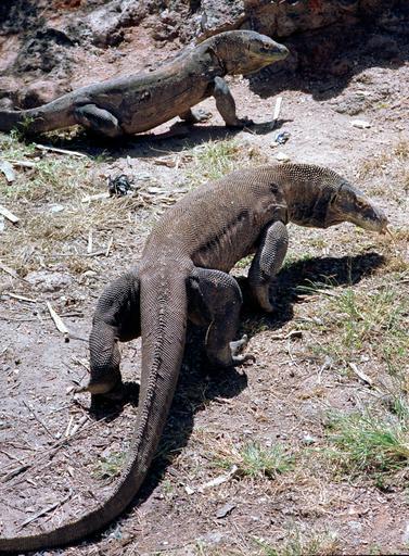 Komodo Dragons in the wild on Rinca island Indonesia..jpg en Komodo Dragons in the wild on Rinca island Indonesia 2012-08-31 own Markofjohnson Higher resolution version of http //commons wikimedia org/wiki/File KomodoDragonRinca1 jpg ...
