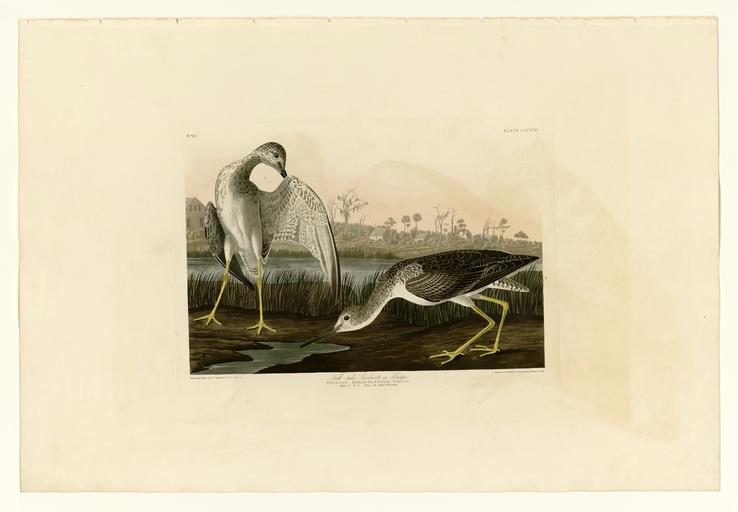 308 Tell-tale Godwit or Snipe.jpg LargeImage 307_Blue_Crane_or_Heron jpg 309_Great_Tern jpg Plate 308 of Birds of America by John James Audubon depicting Tell-tale Godwit or Snipe http //images library pitt edu/cgi-bin/i/image/image-idx ...