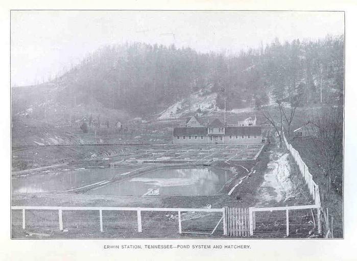 Erwin Station, Tennessee.jpeg check categories 15 August 2015 4 Erwin Station Tennessee Pond System and Hatchery Subject Fish ponds Fish hatcheries Geographic Subject United States--Tennessee--Erwin Tag Hatcheries 1899 Cite book Report on ...