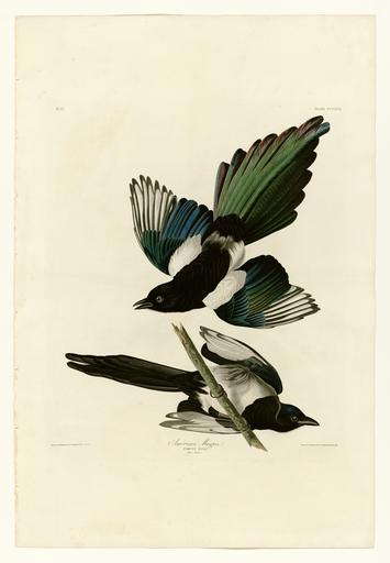 357 American Magpie.jpg LargeImage 356_Marsh_Hawk jpg 358_Pine_Grosbeak jpg Plate 357 of Birds of America by John James Audubon depicting American Magpie http //images library pitt edu/cgi-bin/i/image/image-idx view entry;cc audimg;entryid ...