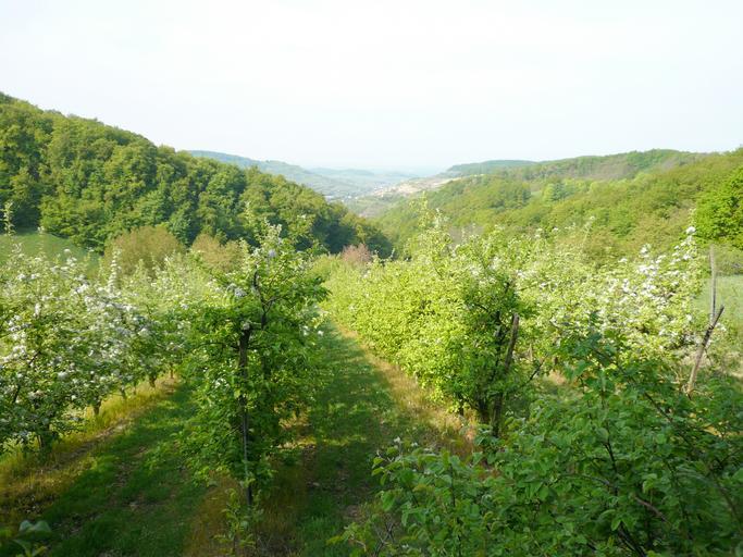 KaiserstuhlFruehling.jpg en In the midst of Kaiserstuhl in spring time Own Ramessos 2009-04 Kaiserstuhl