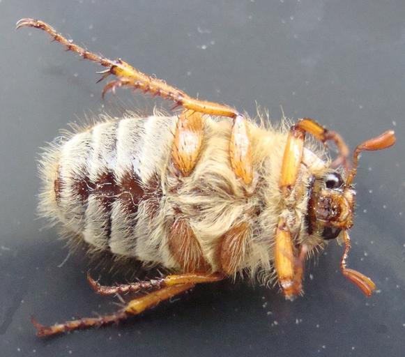 Amphimallon solstitiale2pl.jpg pl Guniak czerwczyk - samica widok od strony brzusznej own Aung 2009-06 Amphimallon solstitiale