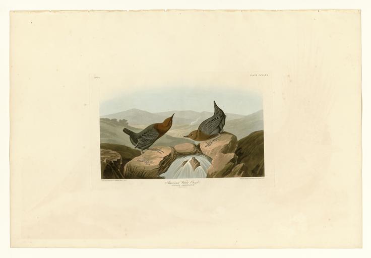 370 American Water Ouzel.jpg LargeImage 369_I _Mountain_Mocking_bird_-_2 _Varied_Thrush jpg 371_Cock_of_the_Plains jpg Plate 370 of Birds of America by John James Audubon depicting American Water Ouzel http //images library pitt edu/...