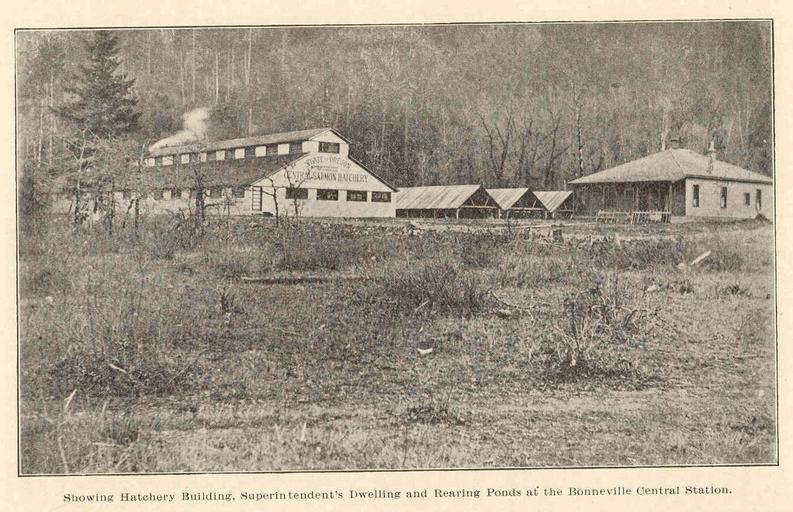 Showing Hatchery Building, Superintendent's Dwelling and Rearing Ponds at the Bonneville Central Station.jpeg Showing Hatchery Building Superintendent's Dwelling and Rearing Ponds at the Bonneville Central Station Subject Fish ...