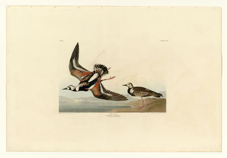 304 Turn-stone.jpg LargeImage 303_Bartram_Sandpiper jpg 305_Purple_Gallinule jpg Plate 304 of Birds of America by John James Audubon depicting Turn-stone http //images library pitt edu/cgi-bin/i/image/image-idx view entry;cc audimg;entryid ...