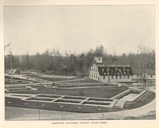 Caledonia Hatchery, showing stock ponds.jpeg check categories 17 September 2015 3 Caledonia Hatchery showing stock ponds Subject Fish hatcheries--New York State Caledonia Hatchery New York State Fish ponds Tag Hatcheries 1898 Cite book ...