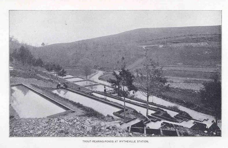 ...Ponds at Wytheville Station.jpeg check categories 18 September 2015 3 Trout-Rearing-Ponds at Wytheville Station Subject Fish ponds Wytheville Hatchery Virginia Geographic Subject United States--Virginia--Wytheville Tag Hatcheries 1896/1897 ...