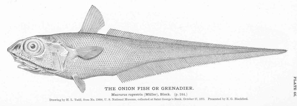 Onion Fisn or Grenadier.jpeg Onion Fisn or Grenadier Macrurus rupestris Muller Block Subject Macrouridae Tag Fish 1884 Cite book Fisheries and Fishery Industries of the United States Section I Natural History of Useful Aquatic Animals ...