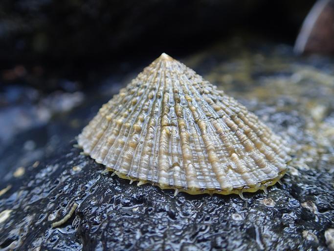 Cellana mazatlandica 009 from Bonin Islands SL 50mm.jpg Cellana mazatlandica G B Sowerby I 1839 Gastropoda Patellogastropoda Nacellidae from Chichijima Is Bonin Islands Tokyo Japan It is an endemic species to the Bonin Islands Own ...