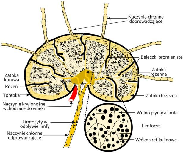 Schematic of lymph node showing lymph sinuses pl.svg lymph node showing flow of lymph through lymph sinuses węzła chłonnego przedstawiający przepływ limfy przez zatokę limfatyczna Лимфатический узел Течение ...