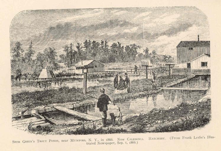 Seth Green's Trout Ponds, near Mumford, N Y, in 1866 Now Caledonia Hatchery.jpeg check categories 17 September 2015 3 Seth Green's Trout Ponds near Mumford N Y in 1866 Now Caledonia Hatchery from Frank Leslie's Illustrated Newspaper Sep 1 ...
