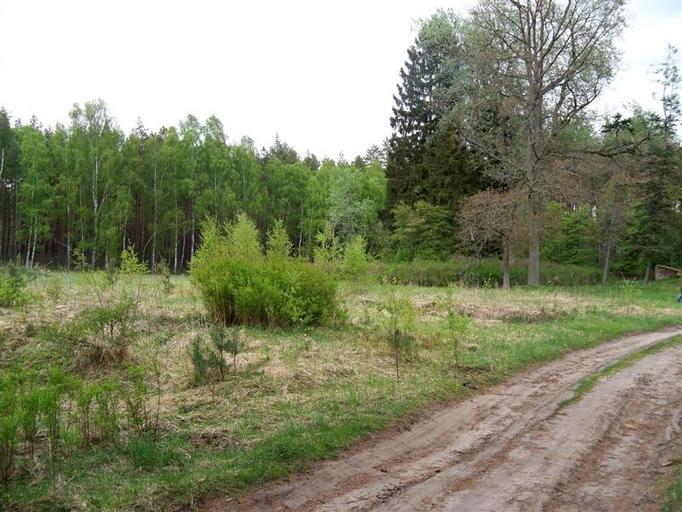 Rozłazino (Medium).jpg pl Tyle zostało z miejscowości Rozłazino własne Brogaj 2011-05-08 Cc-zero Gmina Tychowo